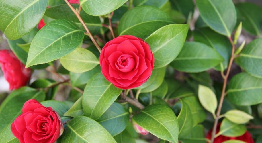 BETREUUNG_24STUNDEN_DAHEIM 